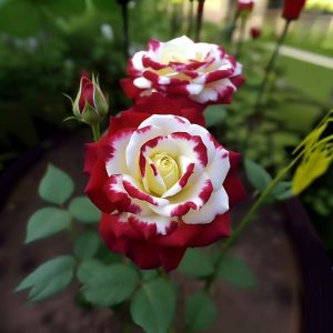 Роза Роял Глом купить по цене от 401р. в интернет-магазине «Посадика» с доставкой почтой в в Отрадноее и по всей России – [изображение №1].