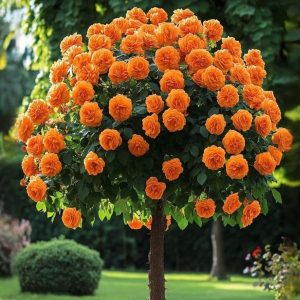 Роза Солнечный Шарм купить по цене от 349р. в интернет-магазине «Посадика» с доставкой почтой в в Отрадноее и по всей России – [изображение №1].