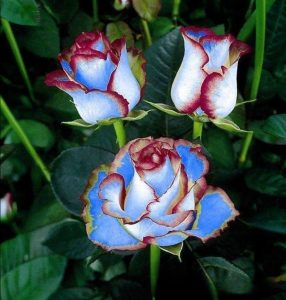 Роза Сафайер Пэтл купить по цене от 450р. в интернет-магазине «Посадика» с доставкой почтой в в Отрадноее и по всей России – [изображение №1].